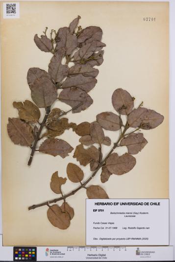 Beilschmiedia miersii [Espécimen: UCH:EIF:0003701]