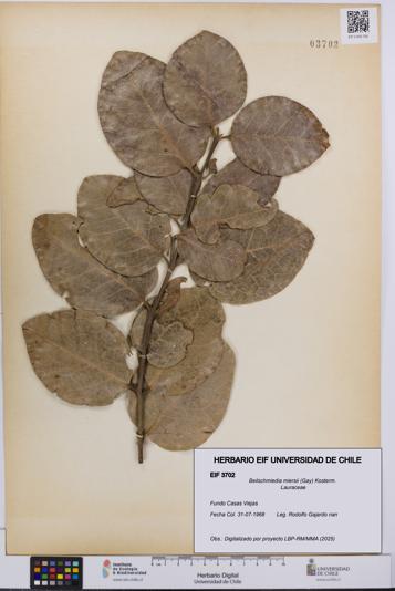 Beilschmiedia miersii [Espécimen: UCH:EIF:0003702]