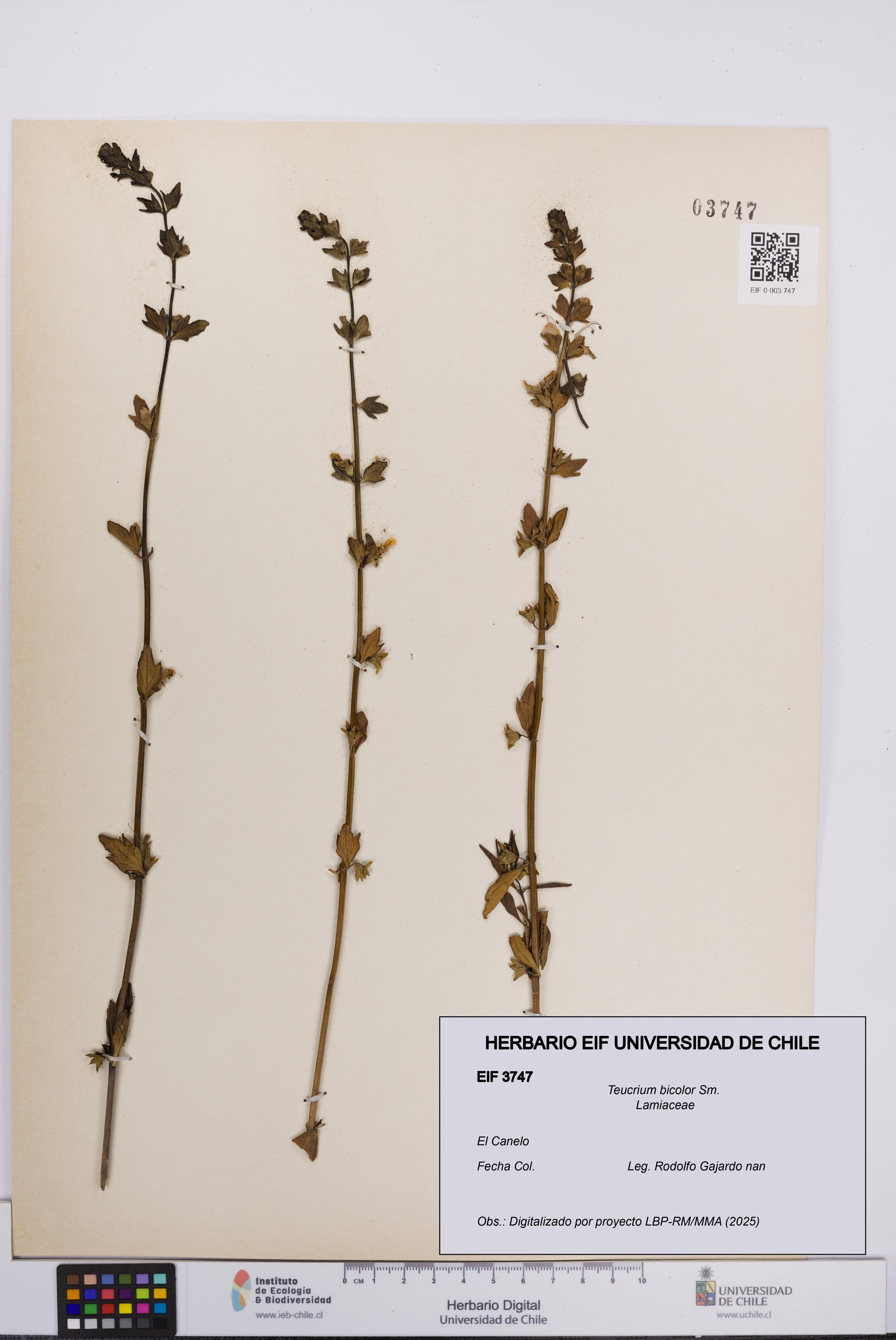 Teucrium bicolor [Espécimen: UCH:EIF:0003747]