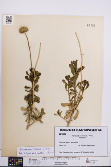 Haplopappus velutinus [Espécimen: UCH:EIF:0003755]