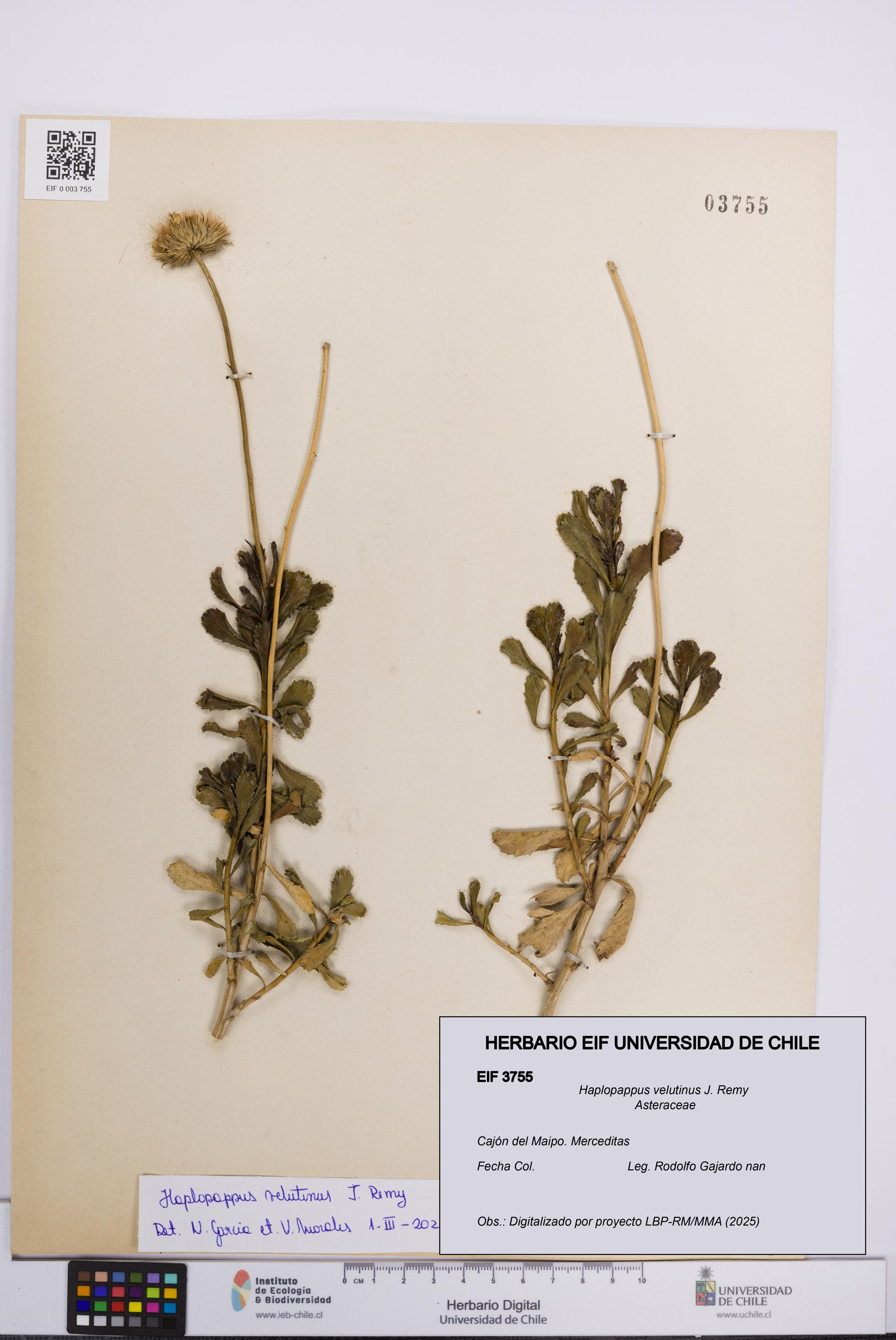 Haplopappus velutinus [Espécimen: UCH:EIF:0003755]