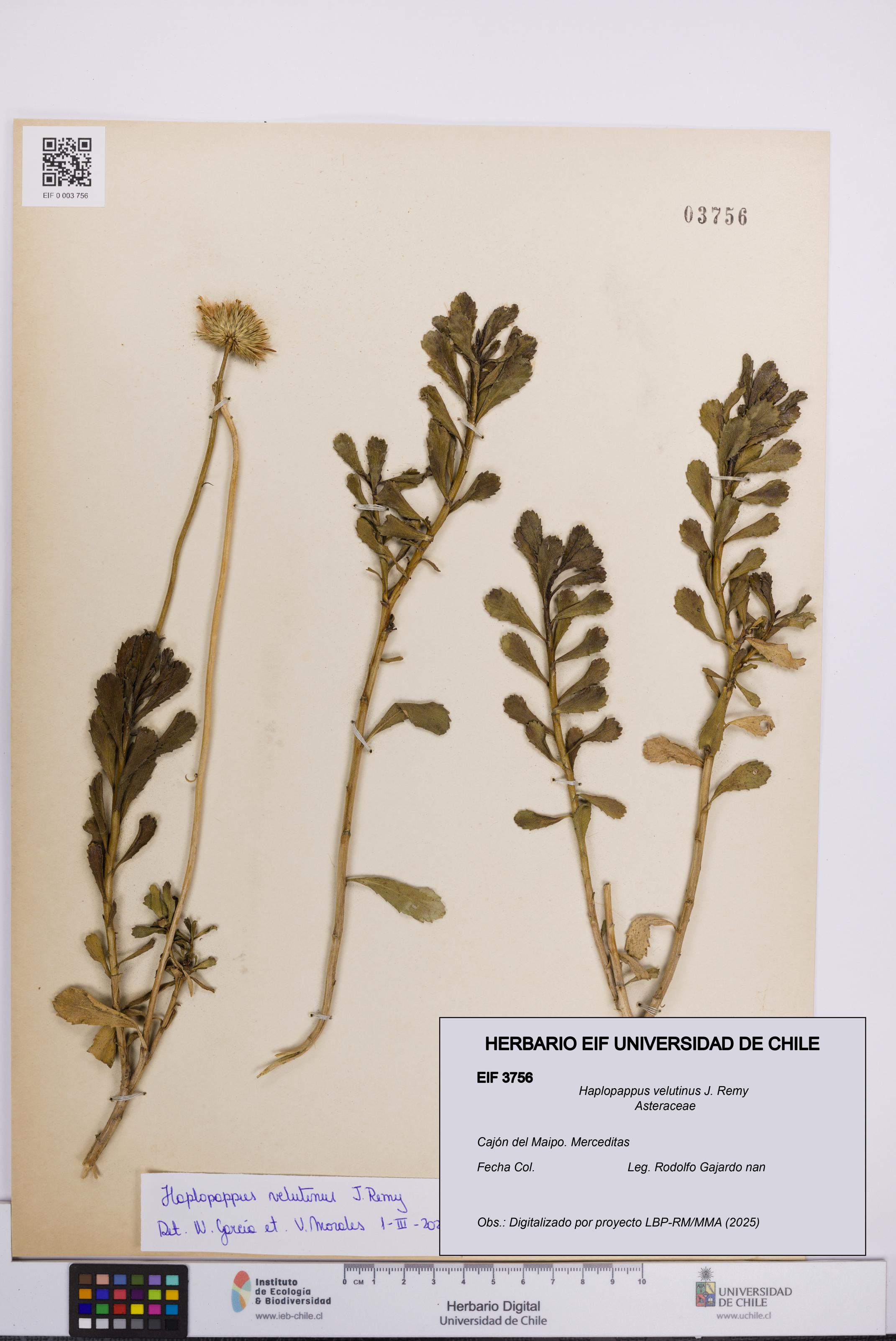 Haplopappus velutinus [Espécimen: UCH:EIF:0003756]