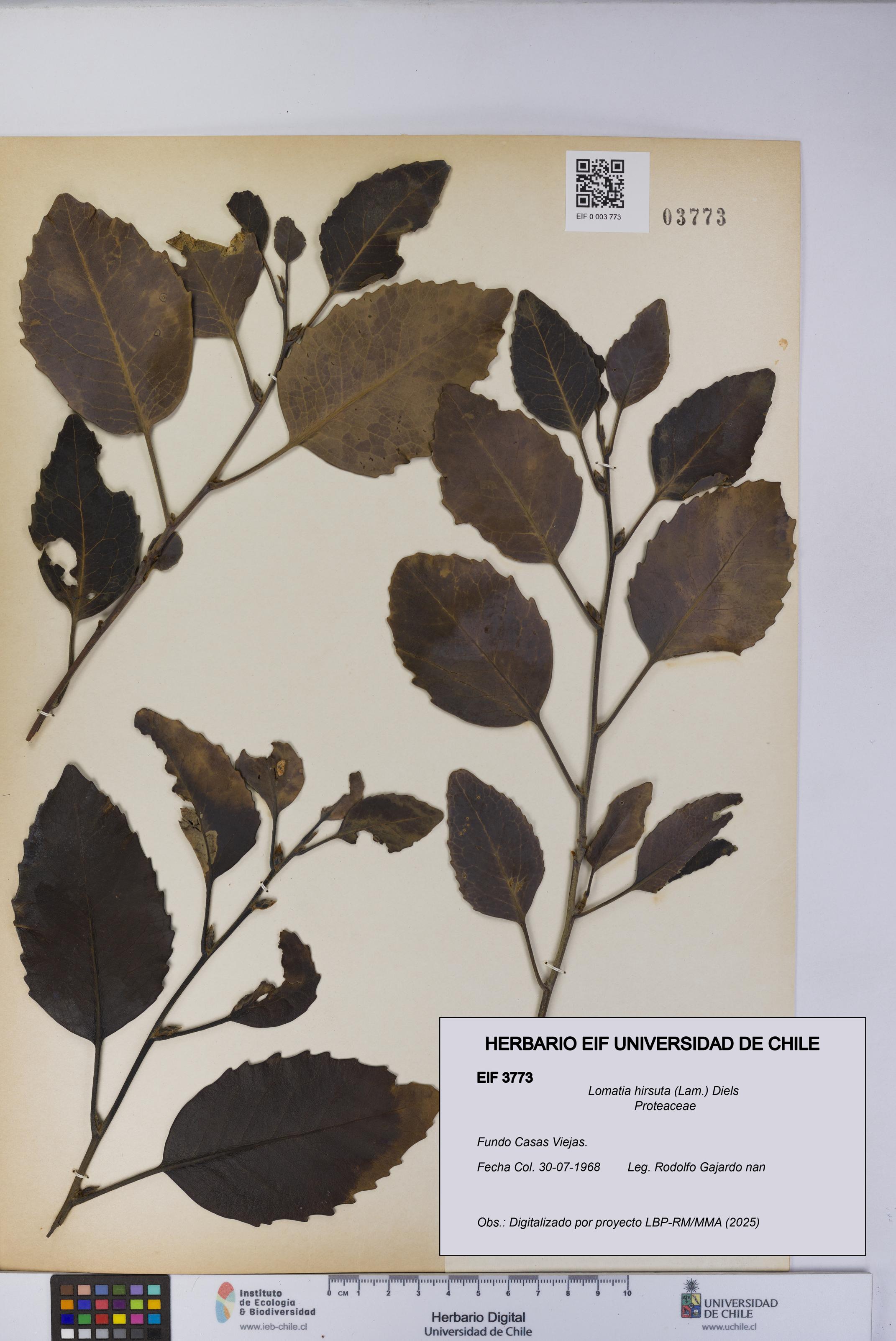 Lomatia hirsuta [Espécimen: UCH:EIF:0003773]