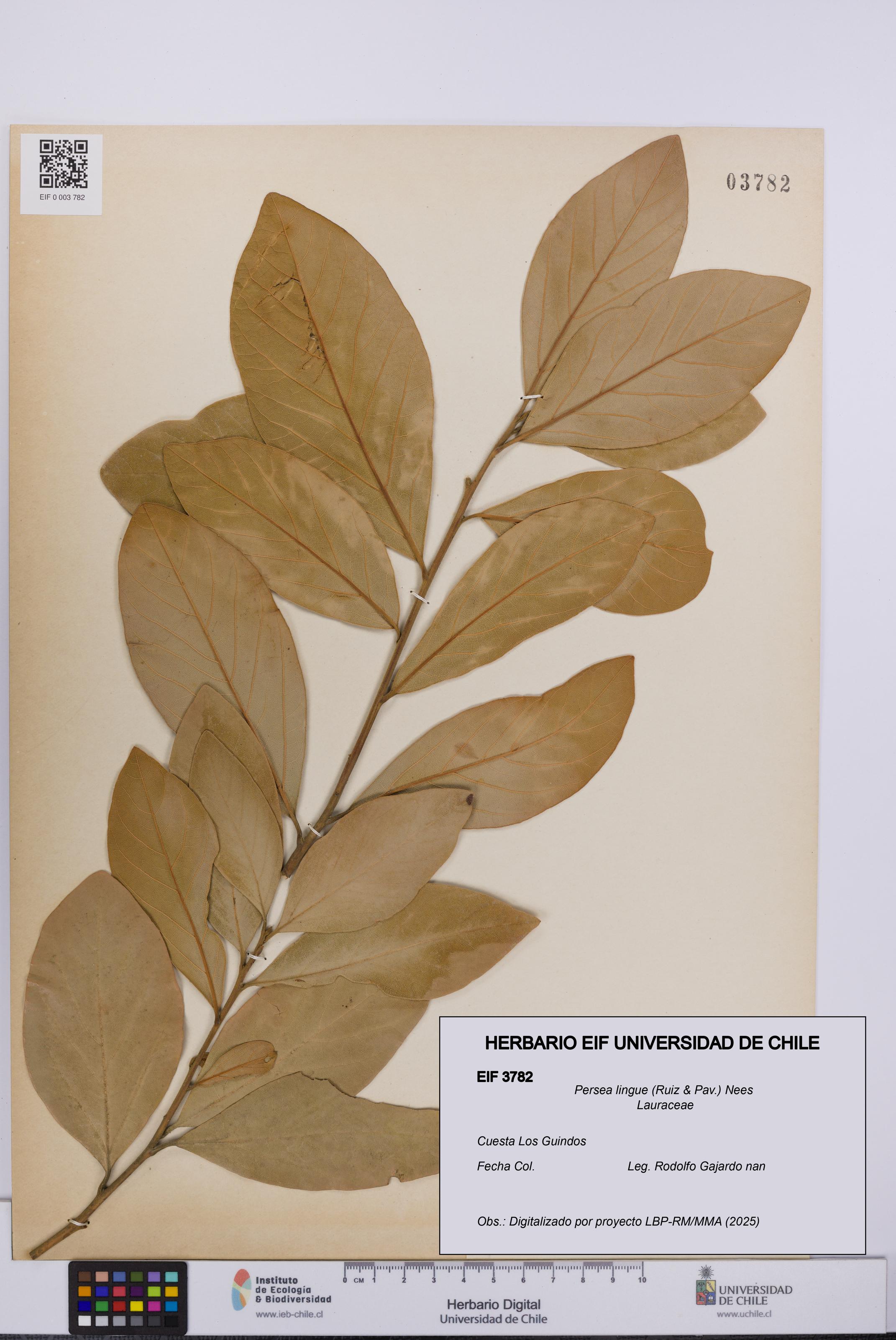 Persea lingue [Espécimen: UCH:EIF:0003782]