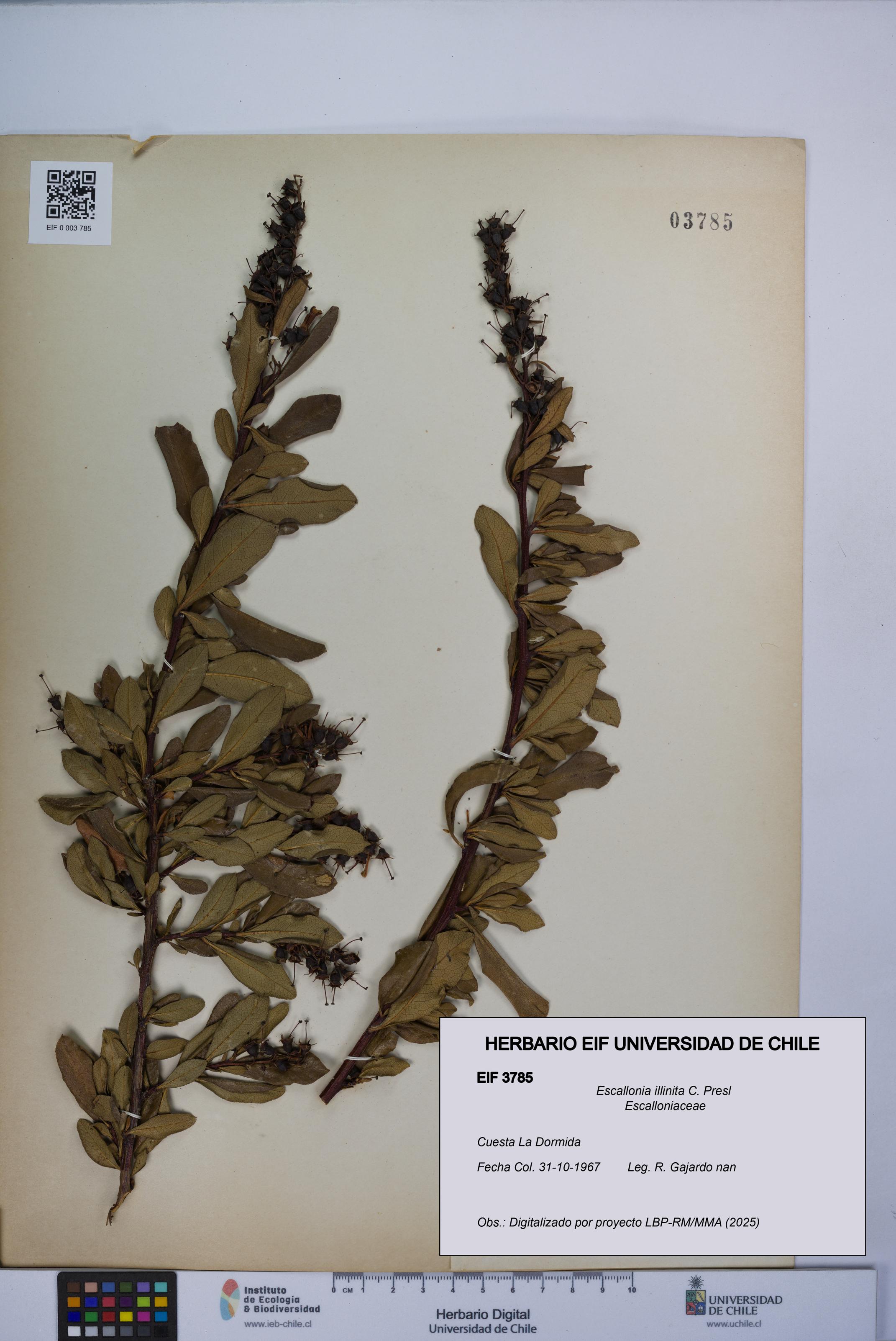 Escallonia illinita [Espécimen: UCH:EIF:0003785]