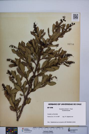 Escallonia illinita [Espécimen: UCH:EIF:0003786]