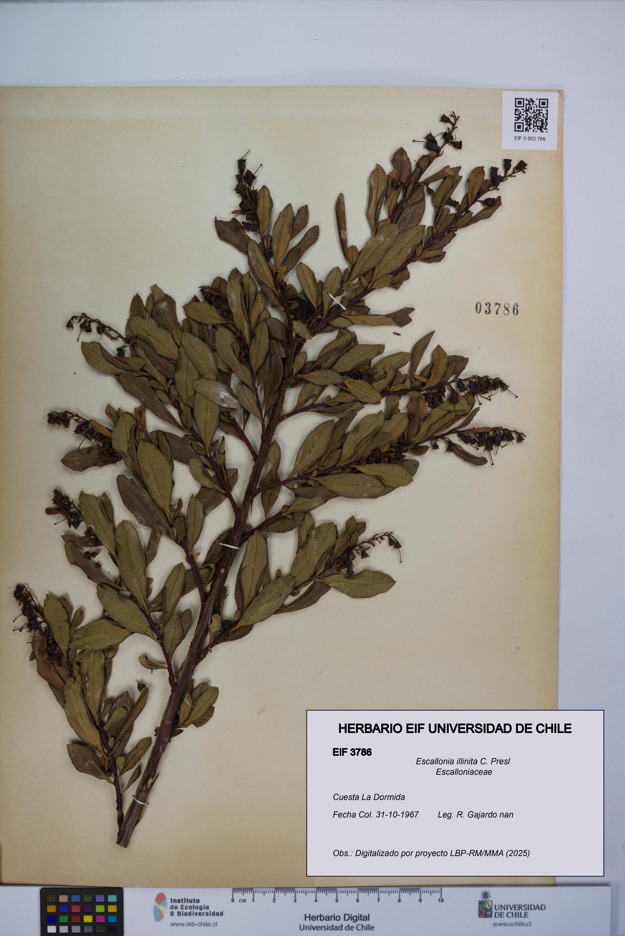 Escallonia illinita [Espécimen: UCH:EIF:0003786]