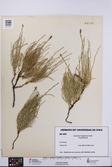 Equisetum bogotense [Espécimen: UCH:EIF:0003787]