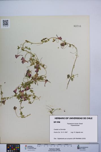 Tropaeolum tricolor [Espécimen: UCH:EIF:0003788]