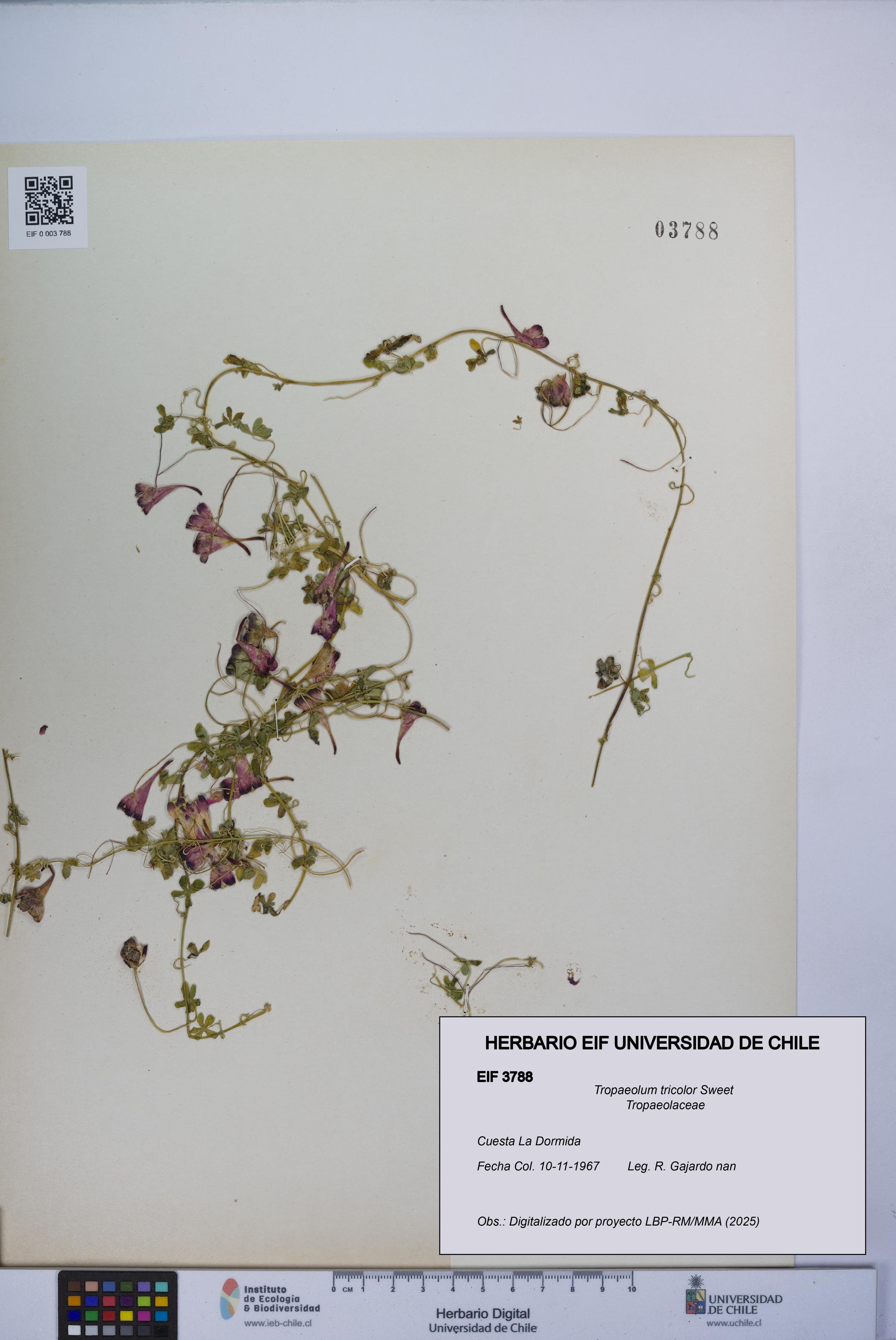 Tropaeolum tricolor [Espécimen: UCH:EIF:0003788]