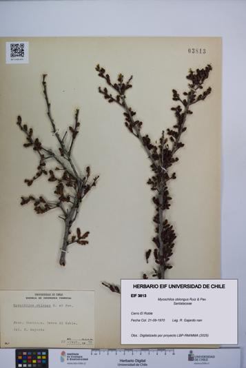 Myoschilos oblongus [Espécimen: UCH:EIF:0003813]