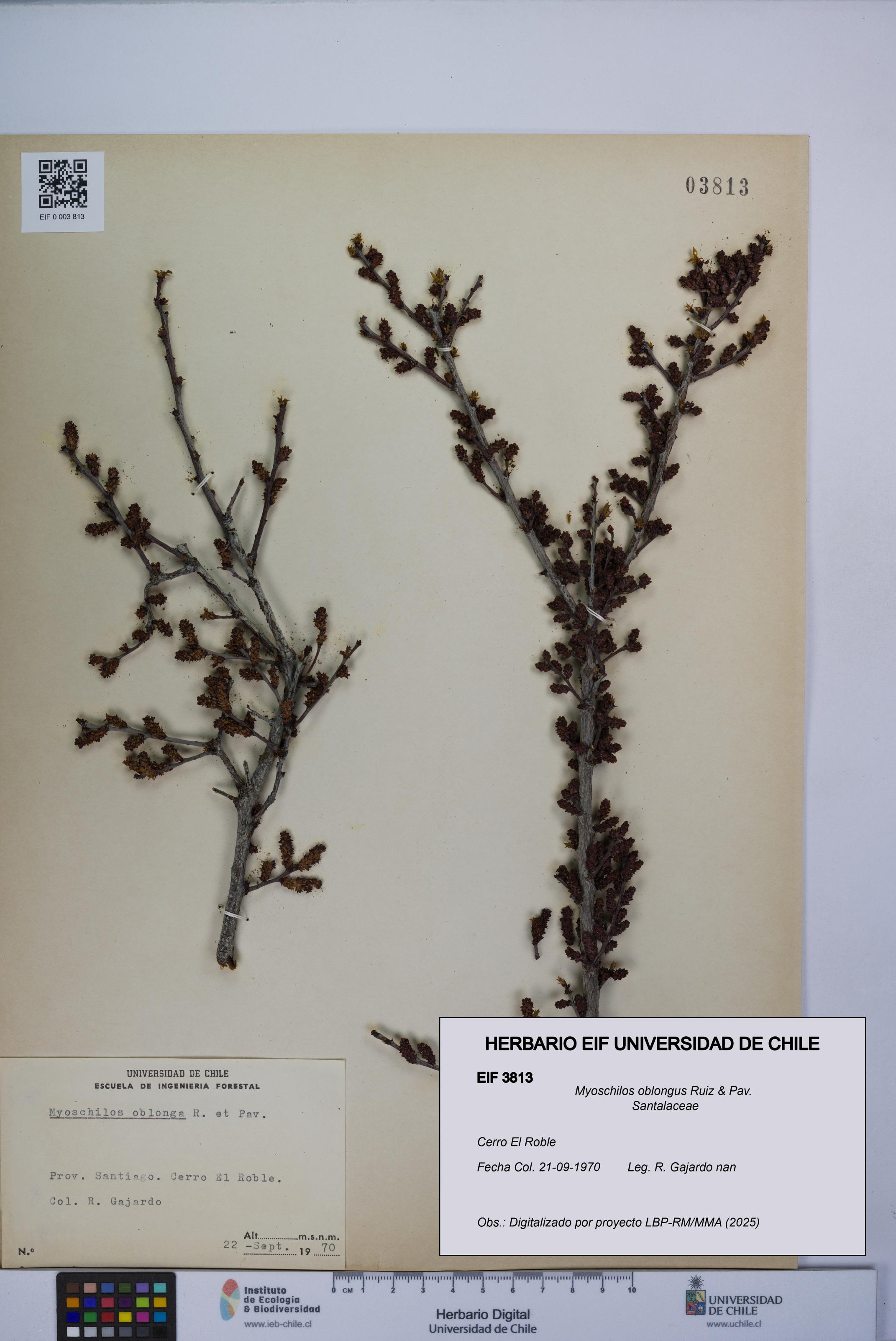 Myoschilos oblongus [Espécimen: UCH:EIF:0003813]