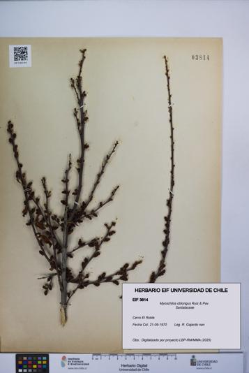 Myoschilos oblongus [Espécimen: UCH:EIF:0003814]