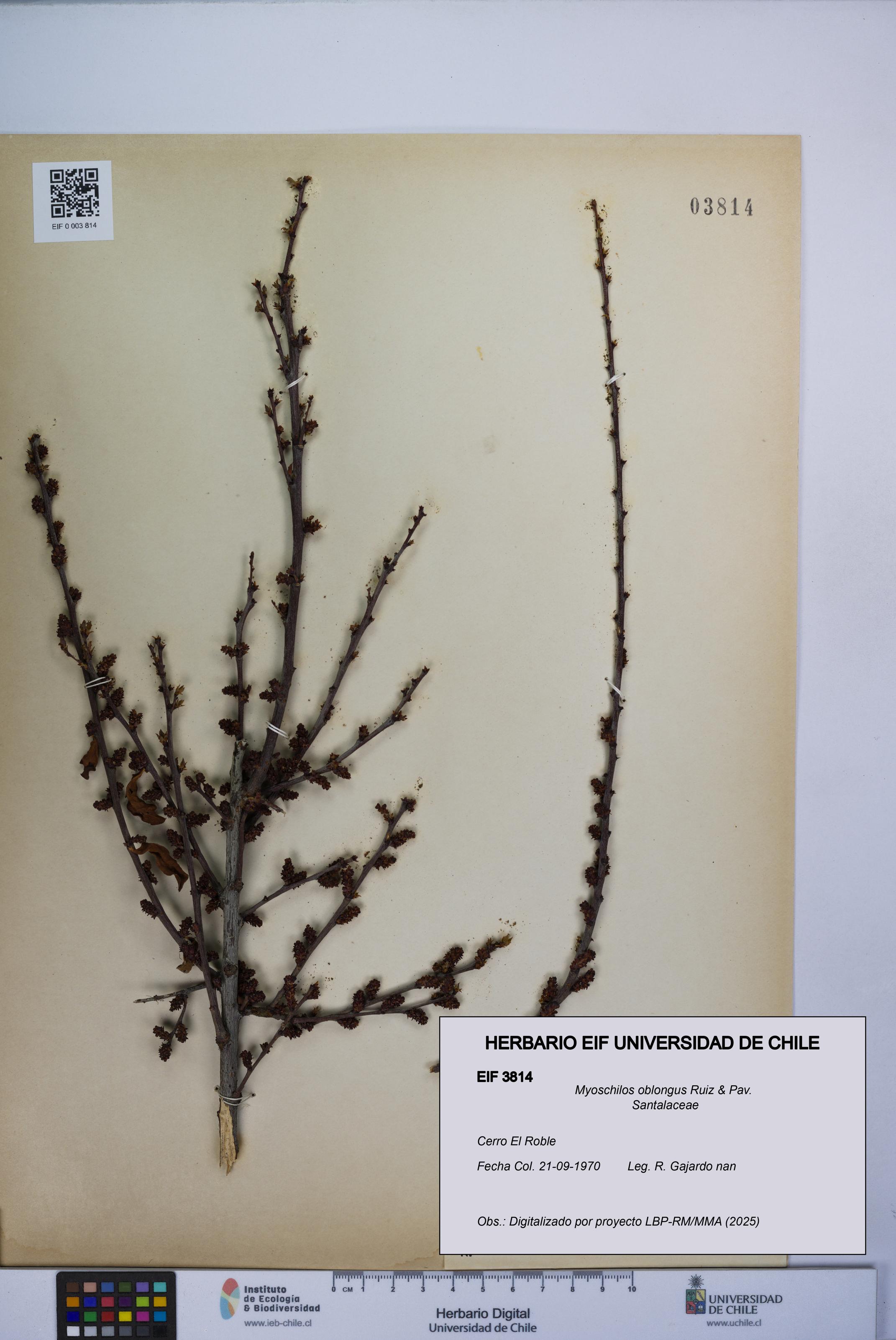 Myoschilos oblongus [Espécimen: UCH:EIF:0003814]