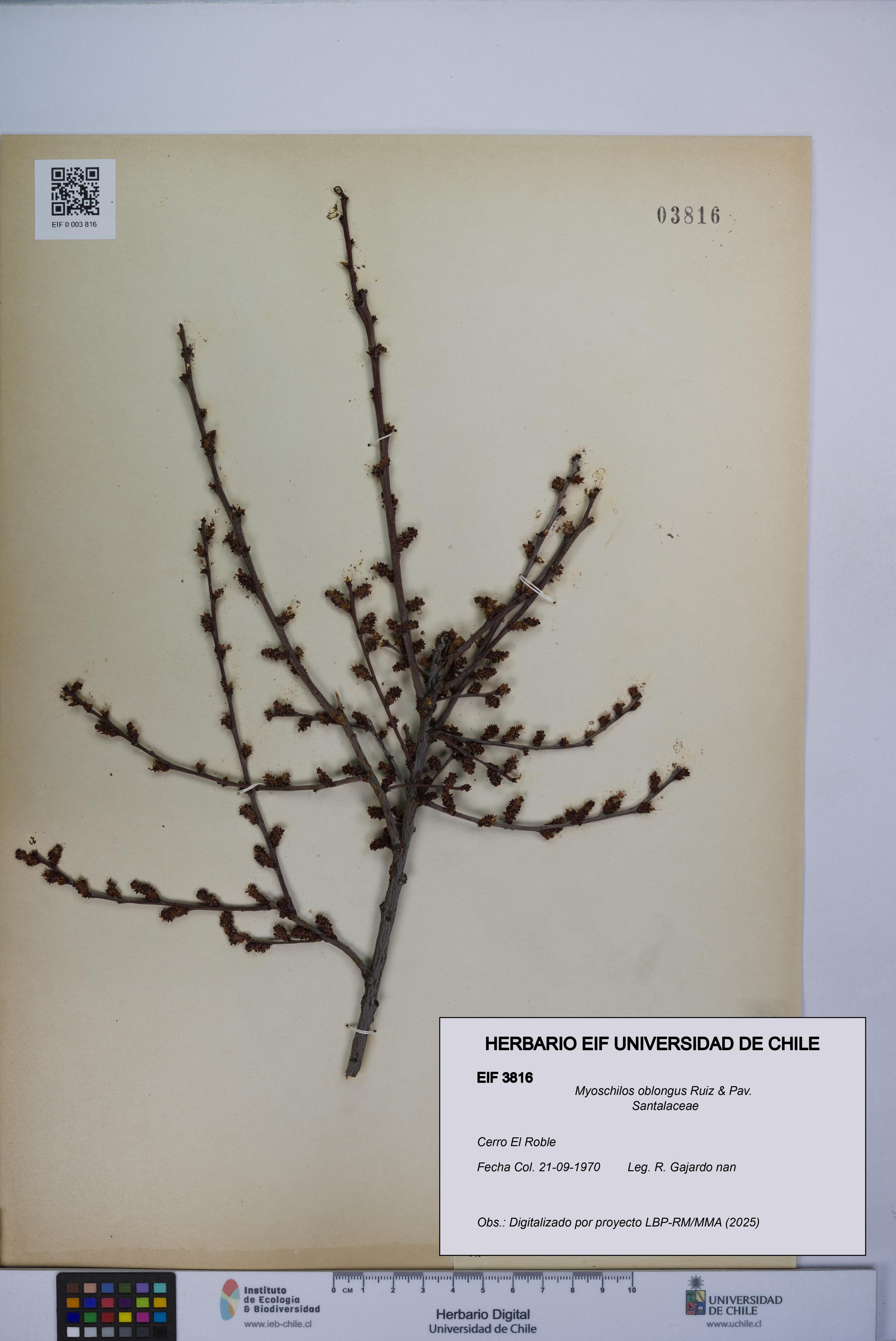 Myoschilos oblongus [Espécimen: UCH:EIF:0003816]