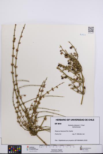 Ephedra chilensis [Espécimen: UCH:EIF:0003819]