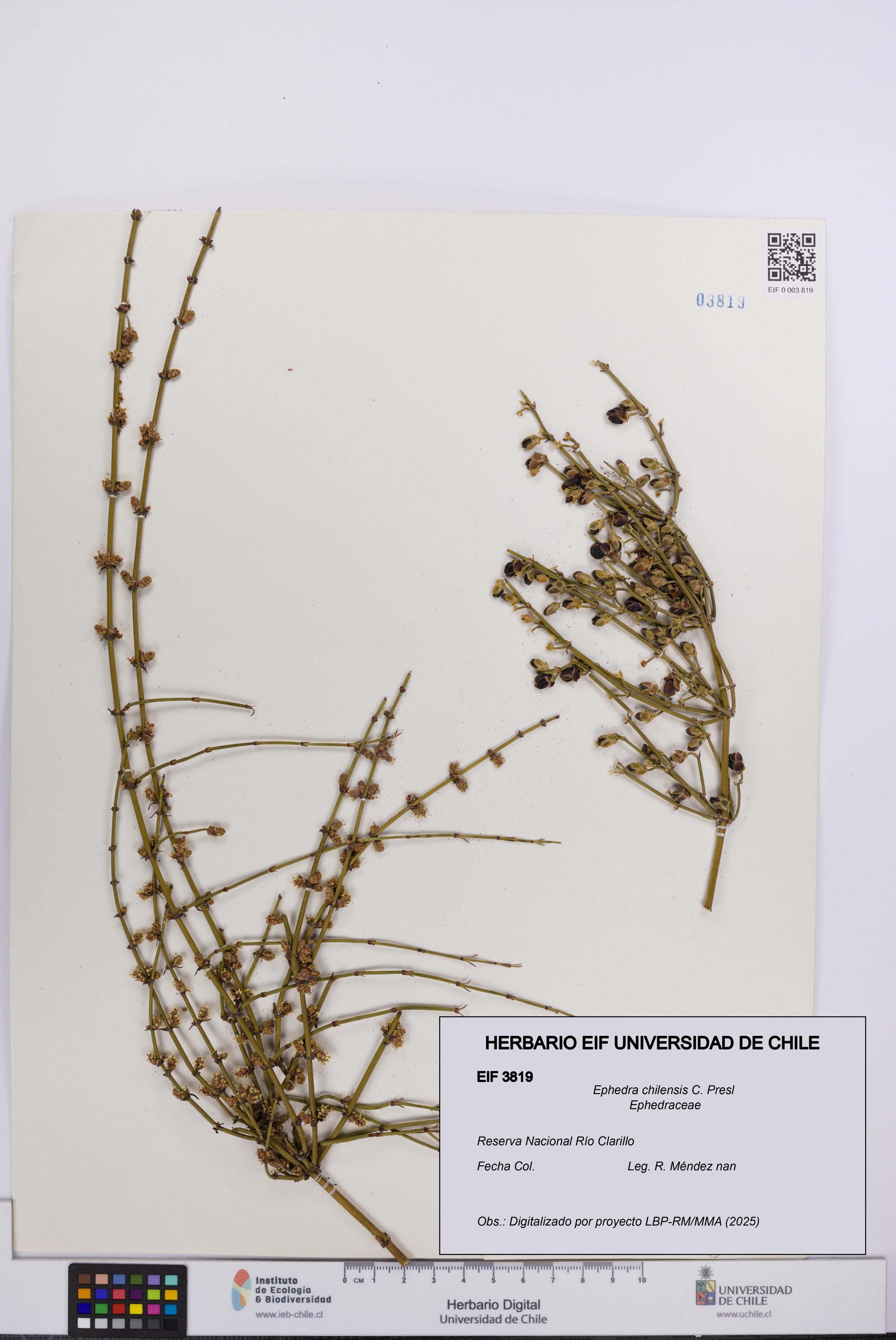 Ephedra chilensis [Espécimen: UCH:EIF:0003819]