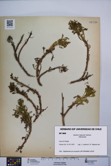Senecio mapuche [Espécimen: UCH:EIF:0003830]