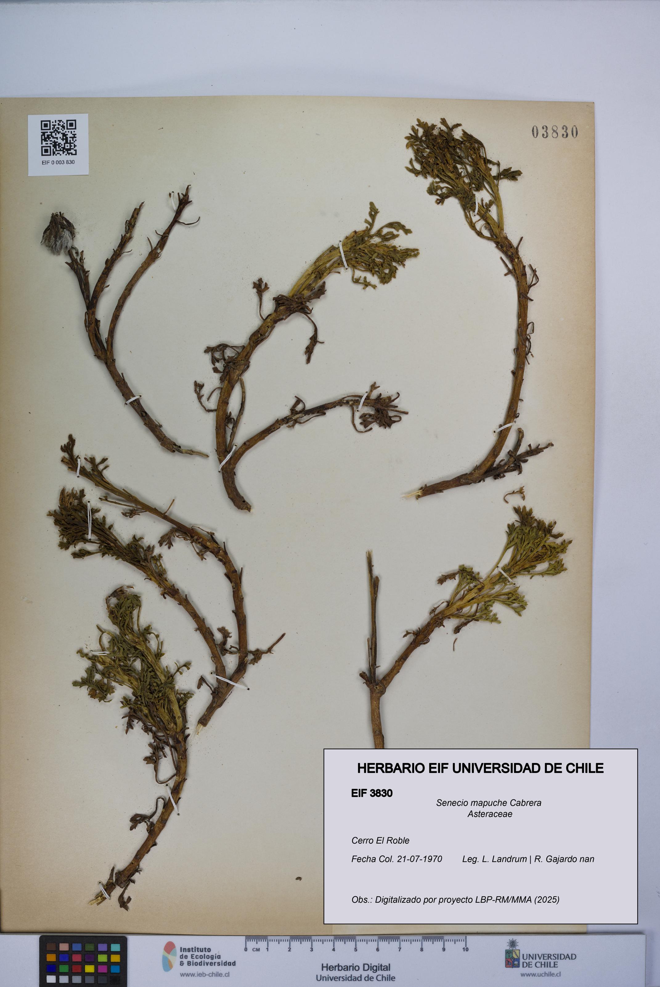 Senecio mapuche [Espécimen: UCH:EIF:0003830]