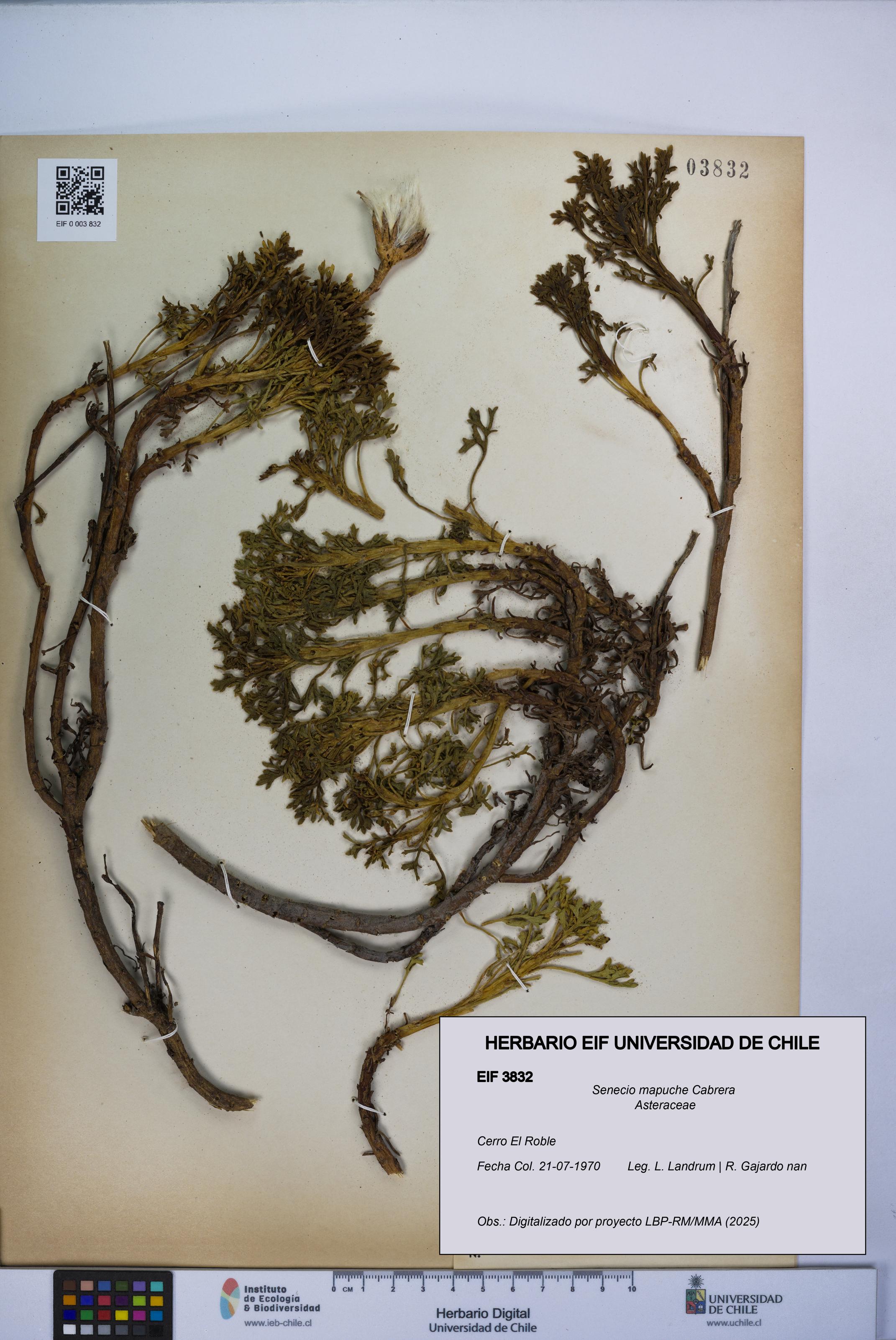 Senecio mapuche [Espécimen: UCH:EIF:0003832]