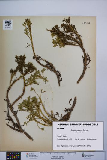 Senecio mapuche [Espécimen: UCH:EIF:0003833]