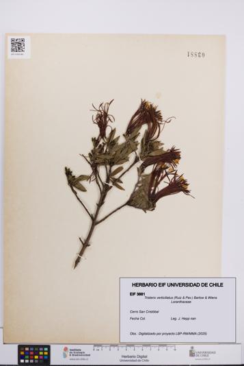 Tristerix verticillatus [Espécimen: UCH:EIF:0003881]