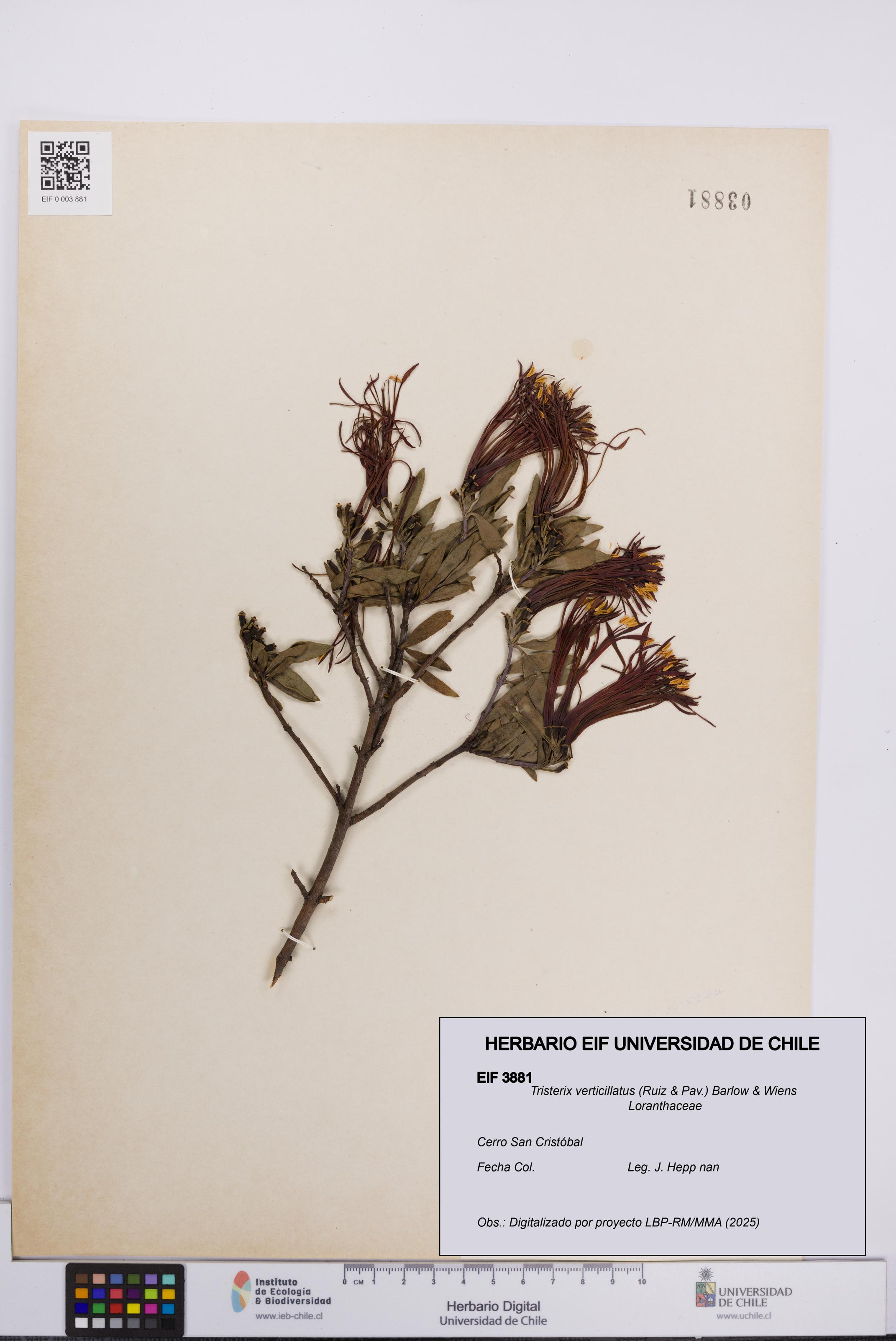 Tristerix verticillatus [Espécimen: UCH:EIF:0003881]