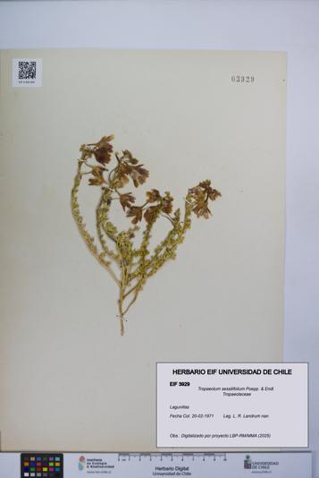 Tropaeolum sessilifolium [Espécimen: UCH:EIF:0003929]