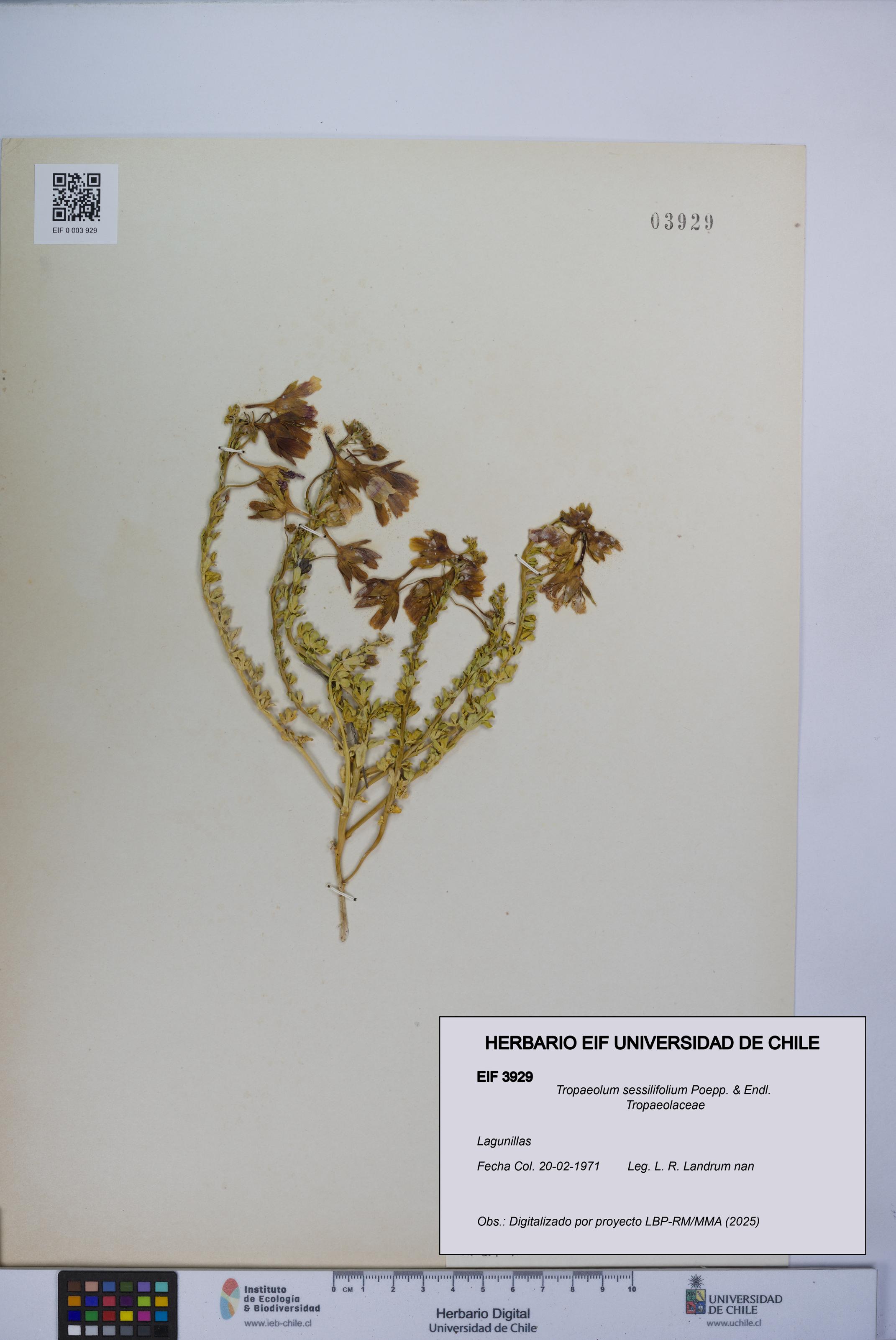 Tropaeolum sessilifolium [Espécimen: UCH:EIF:0003929]