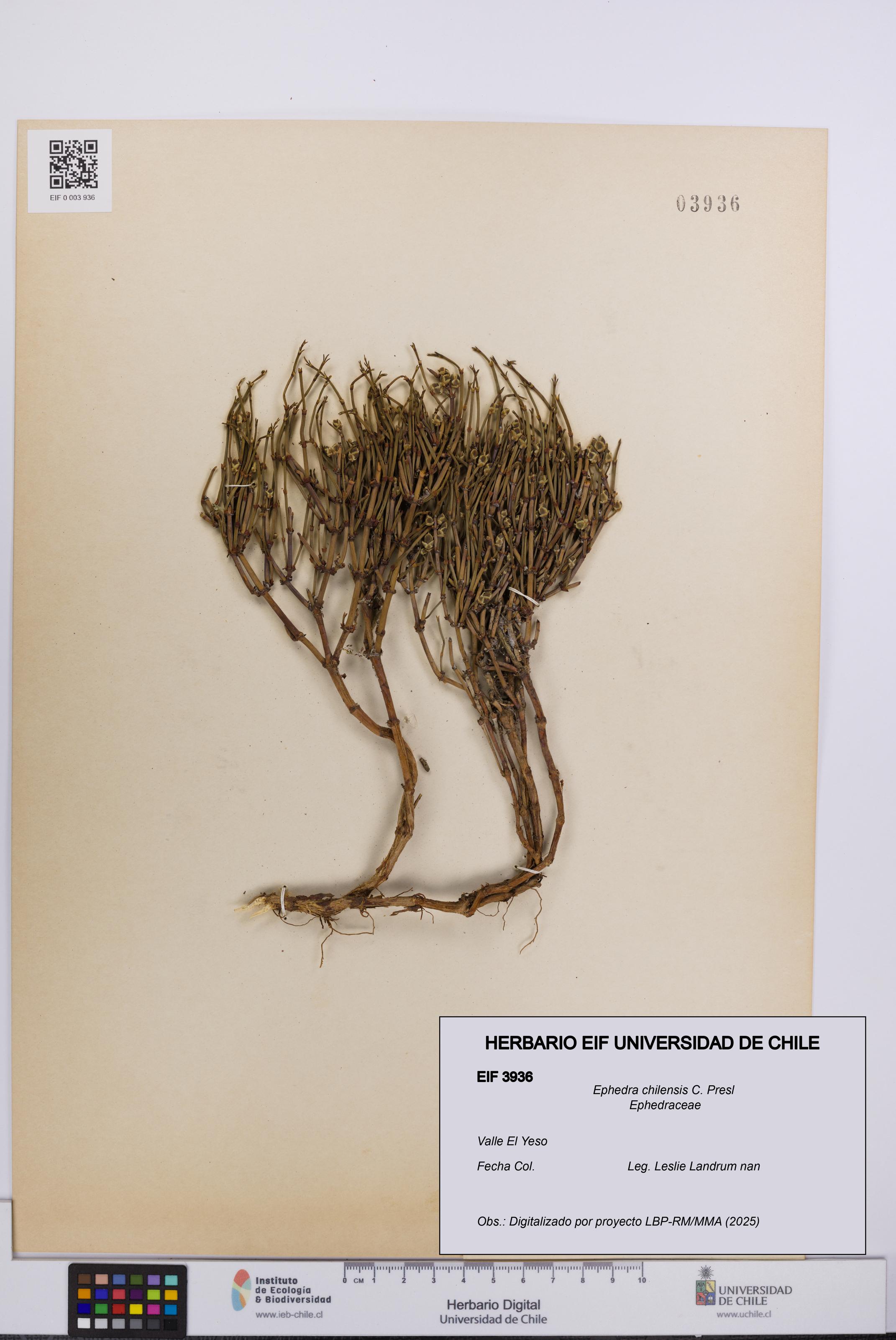 Ephedra chilensis [Espécimen: UCH:EIF:0003936]