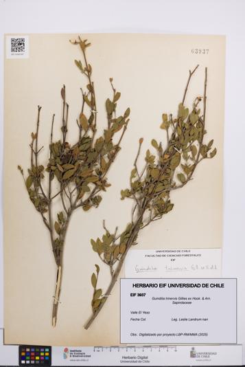 Guindilia trinervis [Espécimen: UCH:EIF:0003937]