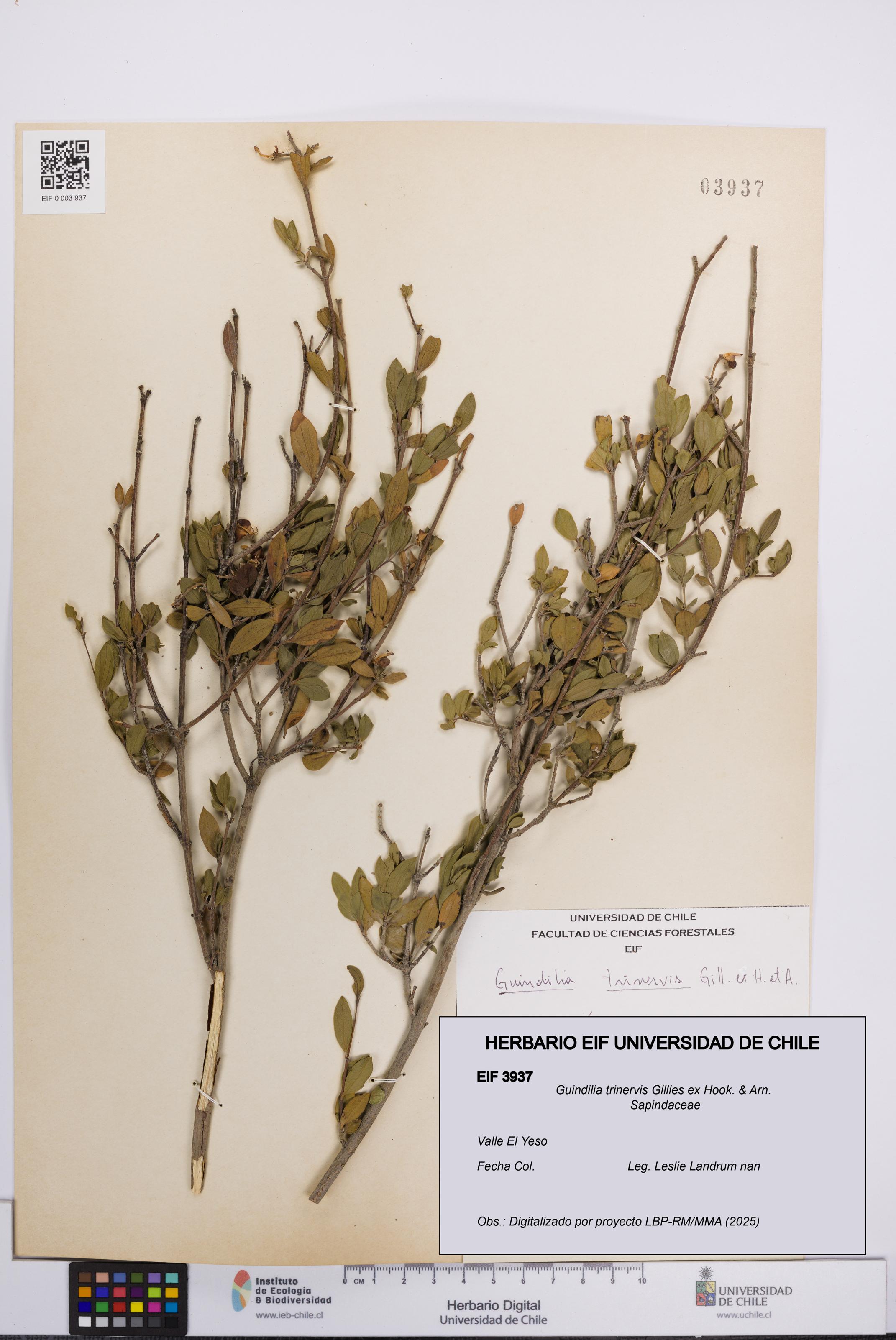 Guindilia trinervis [Espécimen: UCH:EIF:0003937]