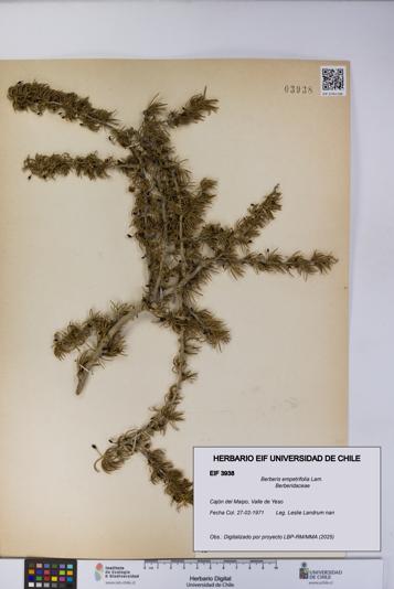 Berberis empetrifolia [Espécimen: UCH:EIF:0003938]