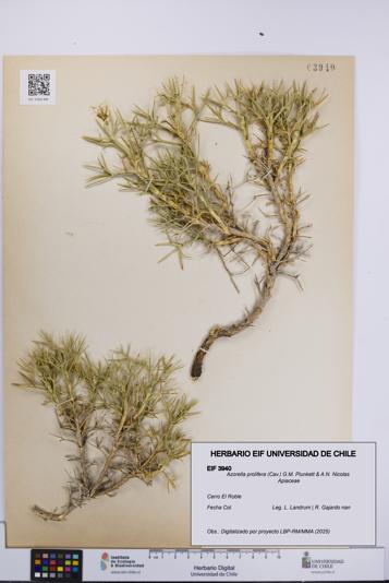 Azorella prolifera [Espécimen: UCH:EIF:0003940]