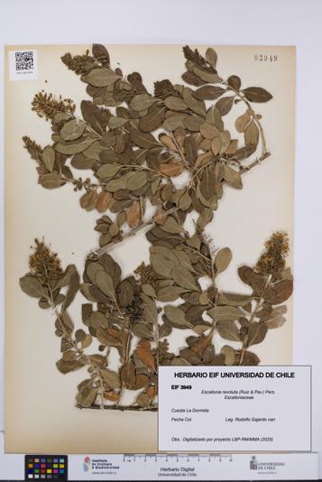 Escallonia revoluta [Espécimen: UCH:EIF:0003949]