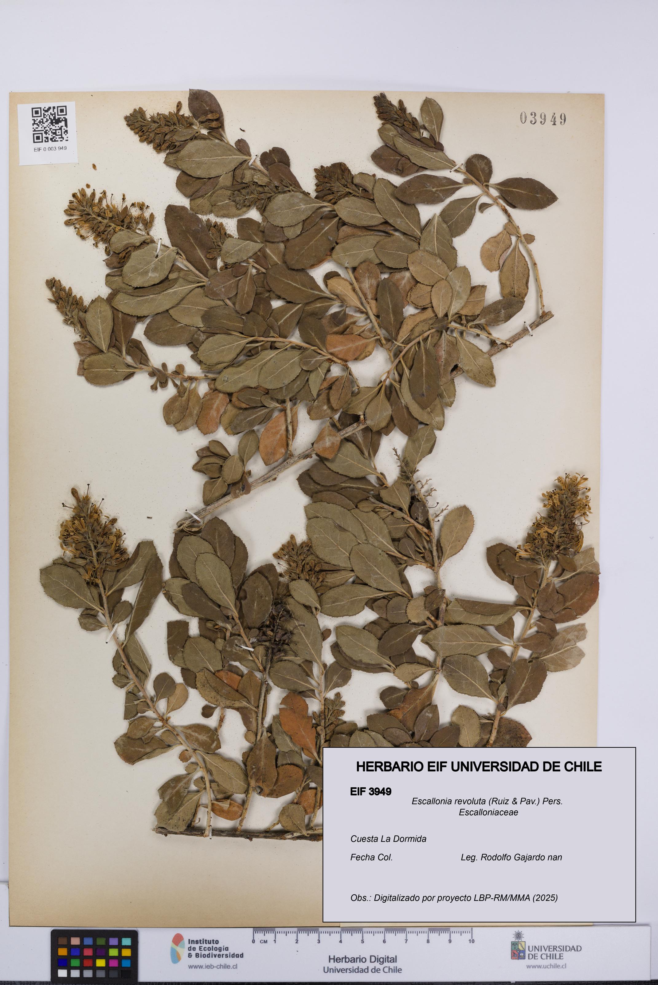 Escallonia revoluta [Espécimen: UCH:EIF:0003949]