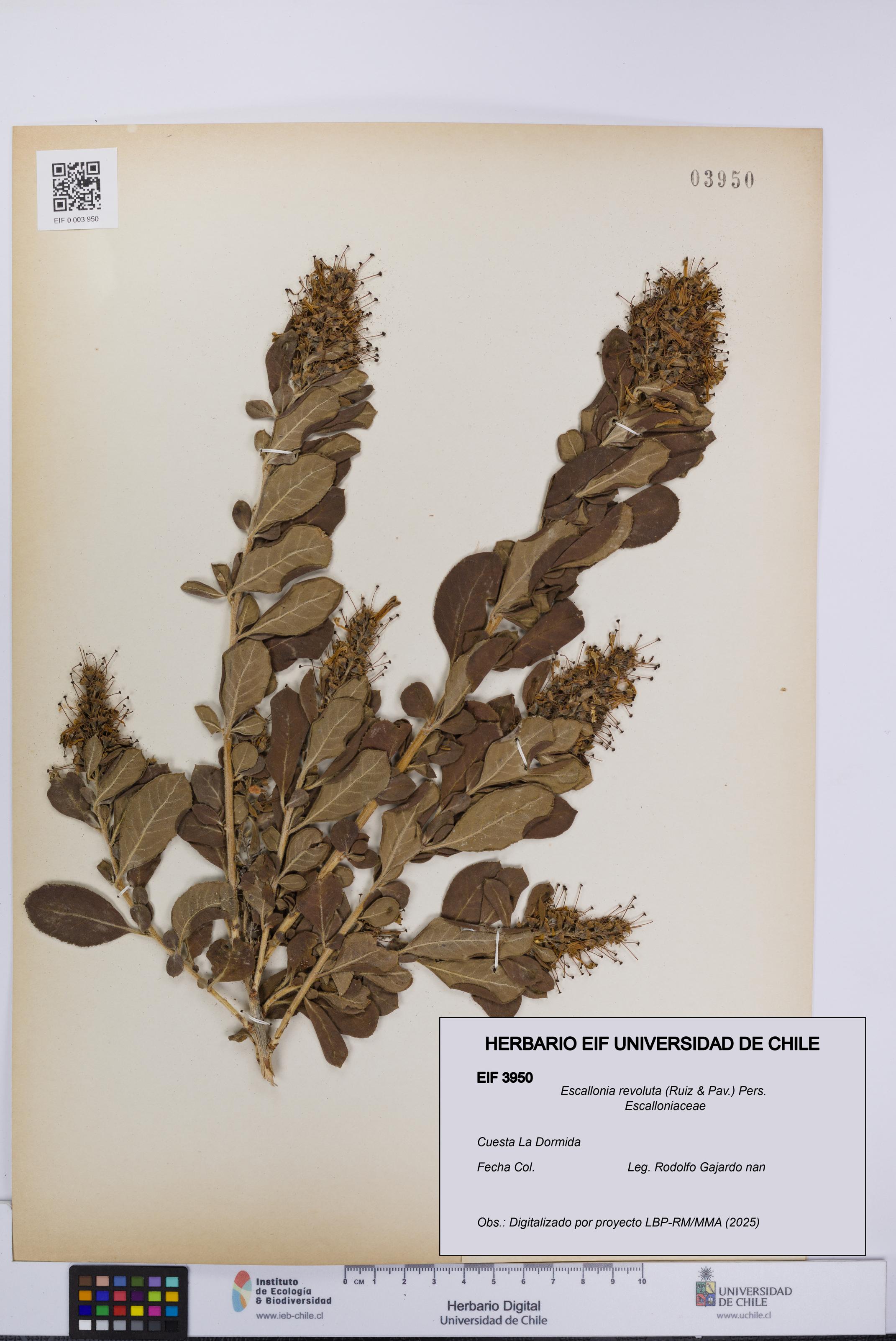 Escallonia revoluta [Espécimen: UCH:EIF:0003950]