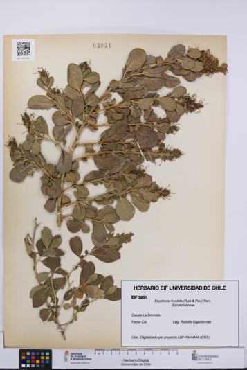 Escallonia revoluta [Espécimen: UCH:EIF:0003951]