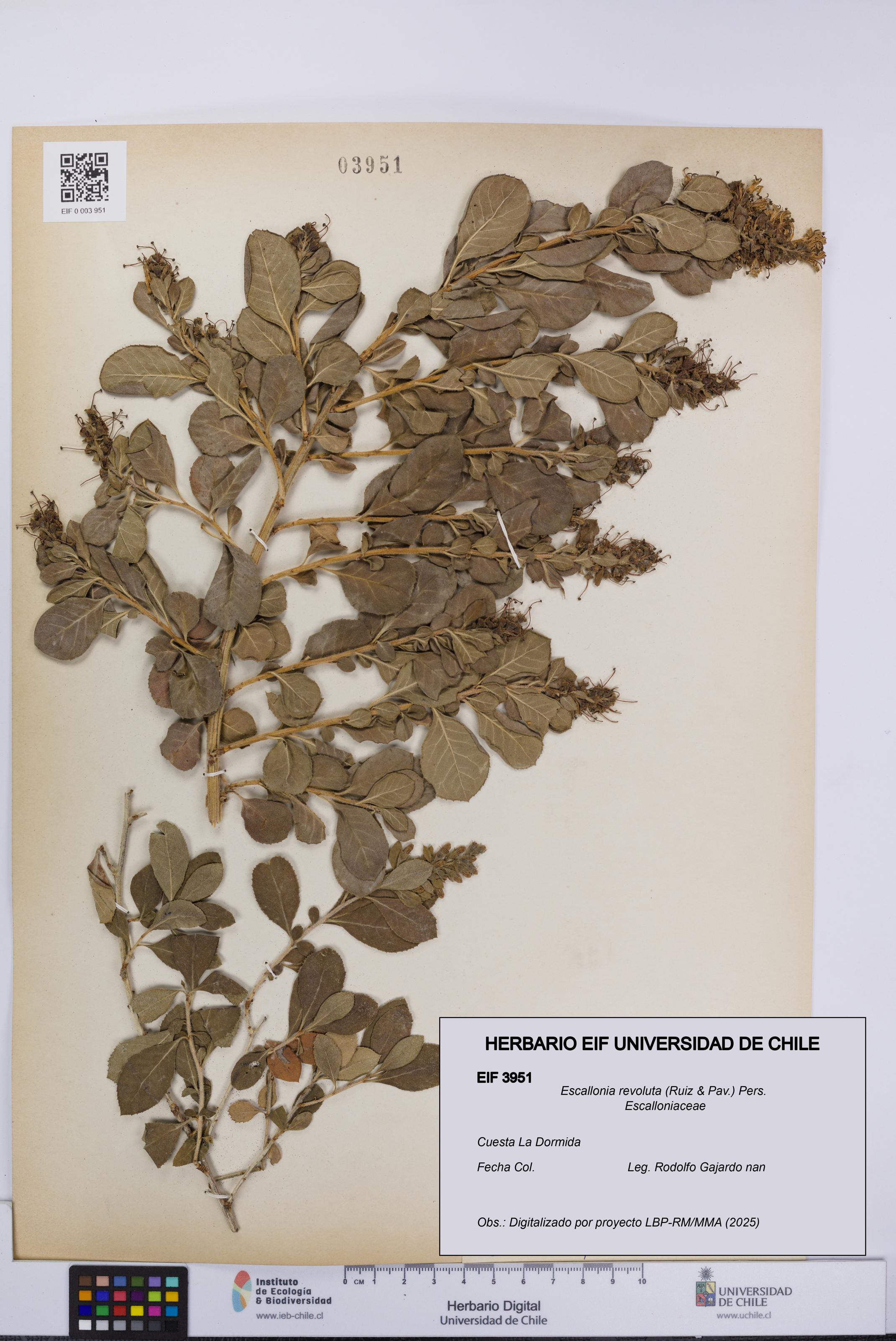 Escallonia revoluta [Espécimen: UCH:EIF:0003951]