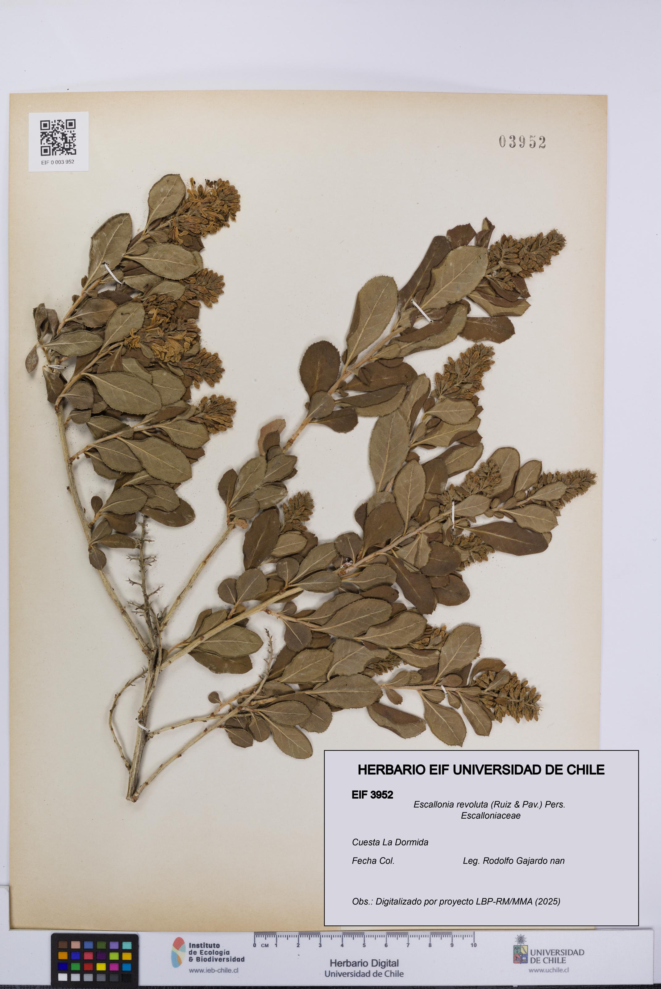 Escallonia revoluta [Espécimen: UCH:EIF:0003952]