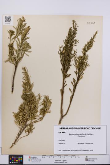 Baccharis linearis [Espécimen: UCH:EIF:0003955]