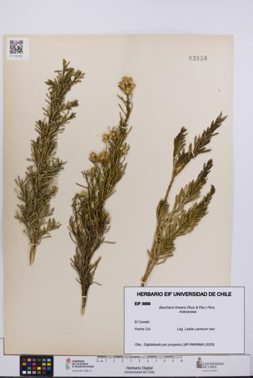 Baccharis linearis [Espécimen: UCH:EIF:0003956]