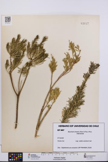 Baccharis linearis [Espécimen: UCH:EIF:0003957]