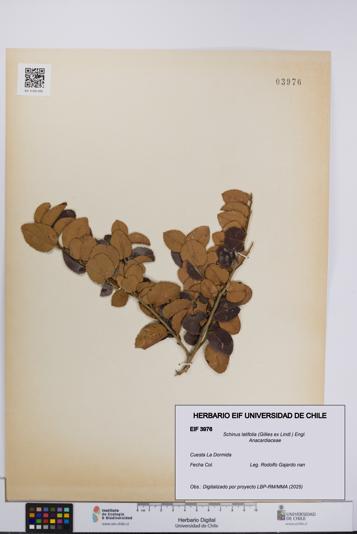 Schinus latifolia [Espécimen: UCH:EIF:0003976]