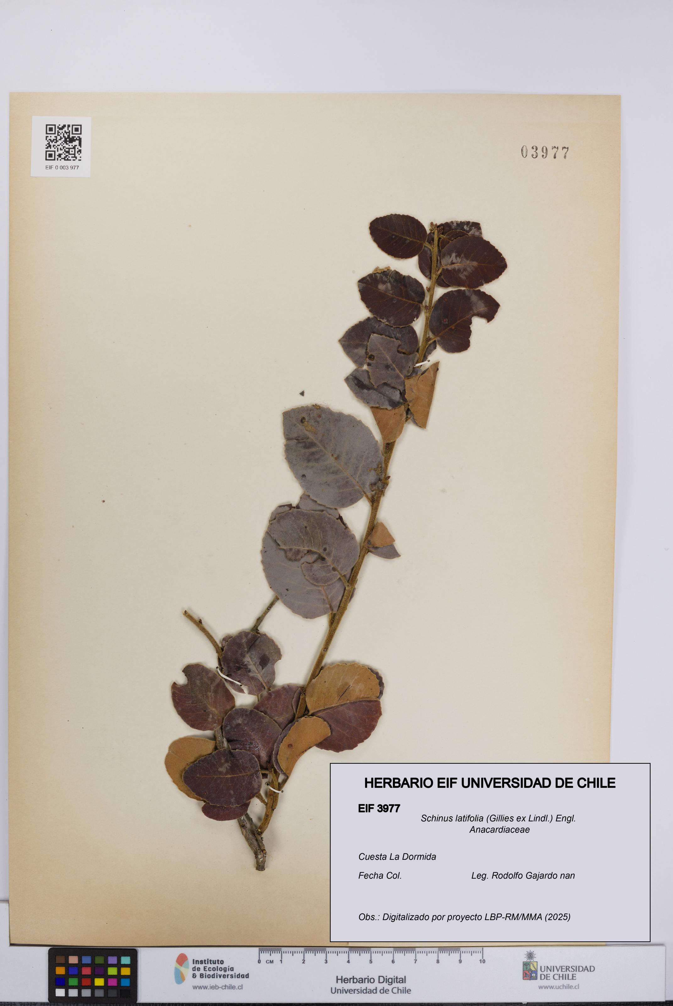 Schinus latifolia [Espécimen: UCH:EIF:0003977]