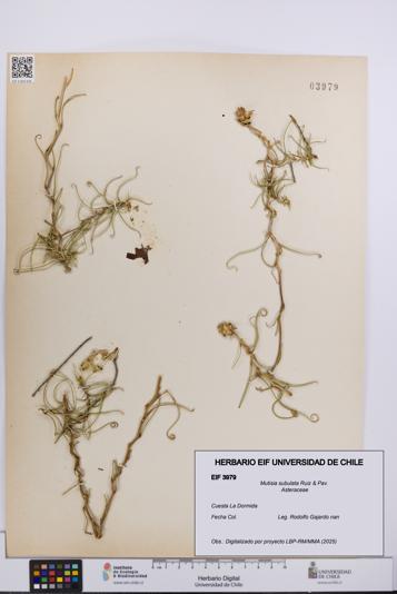 Mutisia subulata [Espécimen: UCH:EIF:0003979]