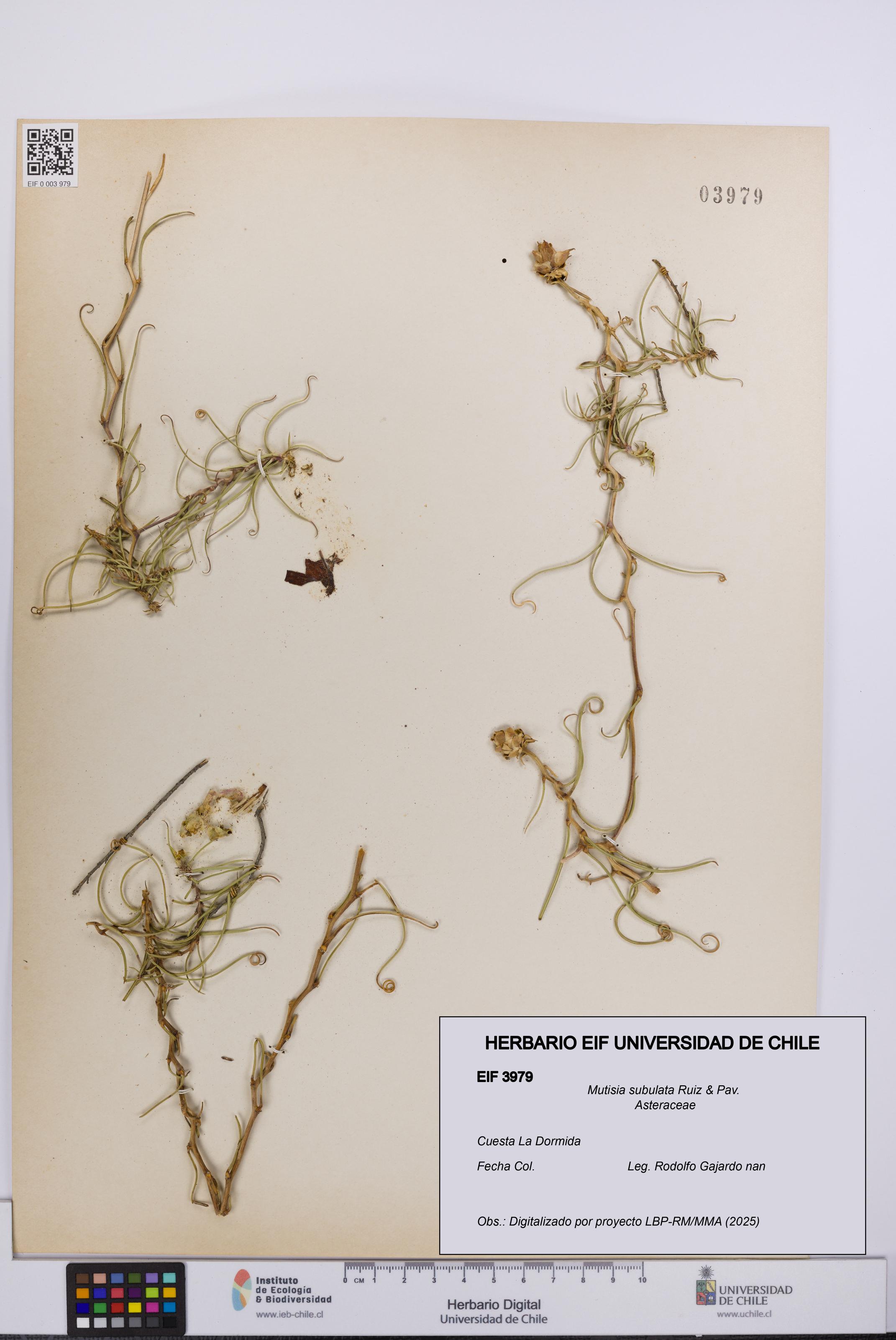 Mutisia subulata [Espécimen: UCH:EIF:0003979]