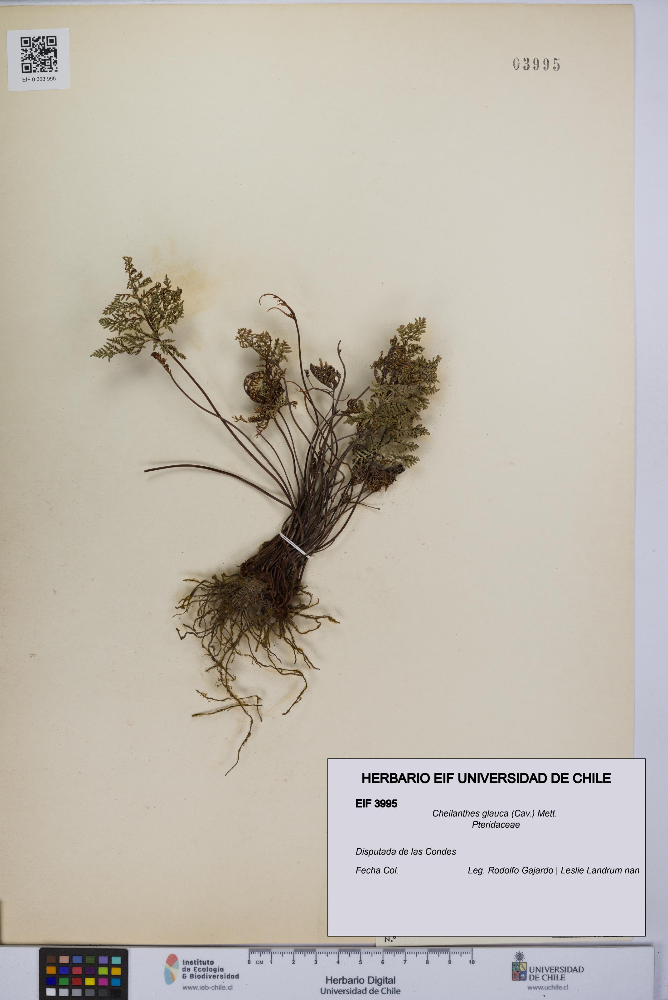 Cheilanthes glauca [Espécimen: UCH:EIF:0003995]