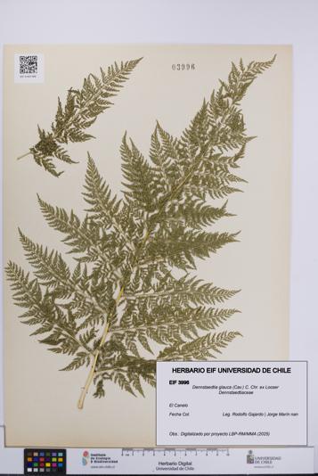 Dennstaedtia glauca [Espécimen: UCH:EIF:0003996]