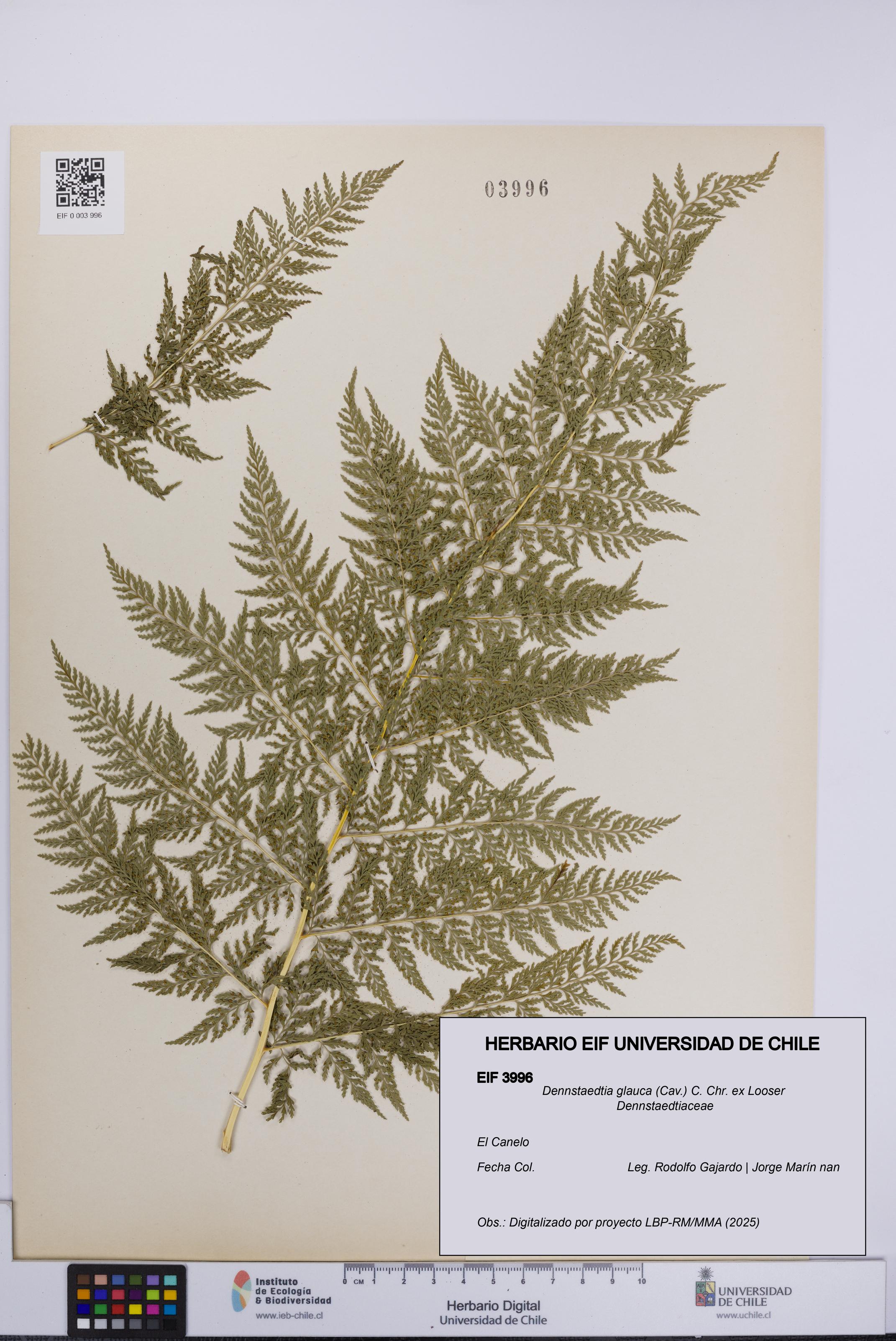 Dennstaedtia glauca [Espécimen: UCH:EIF:0003996]